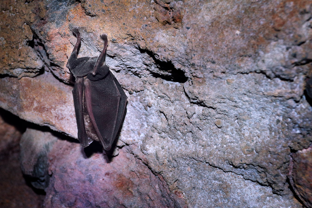 Murciélago en una de las cuevas