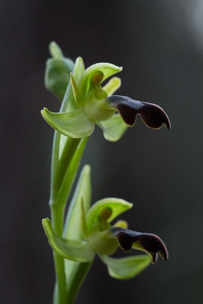 Orquídea Ophrys Fusca Link