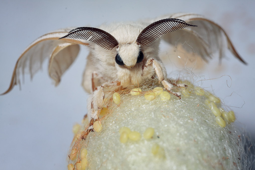 Bombyx mori - La Mariposa de la seda