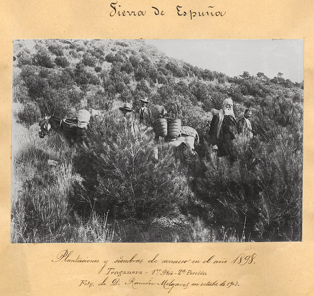 Ricardo Codorníu inspeccionando el paisaje repoblado con pino carrasco en el paraje de La Tenganera Sierra Espuña
