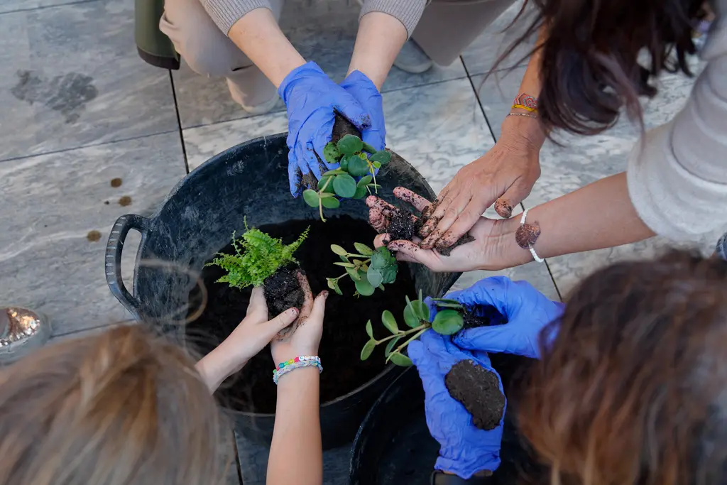 Limpiar cuidadosamente las raíces de las plantas