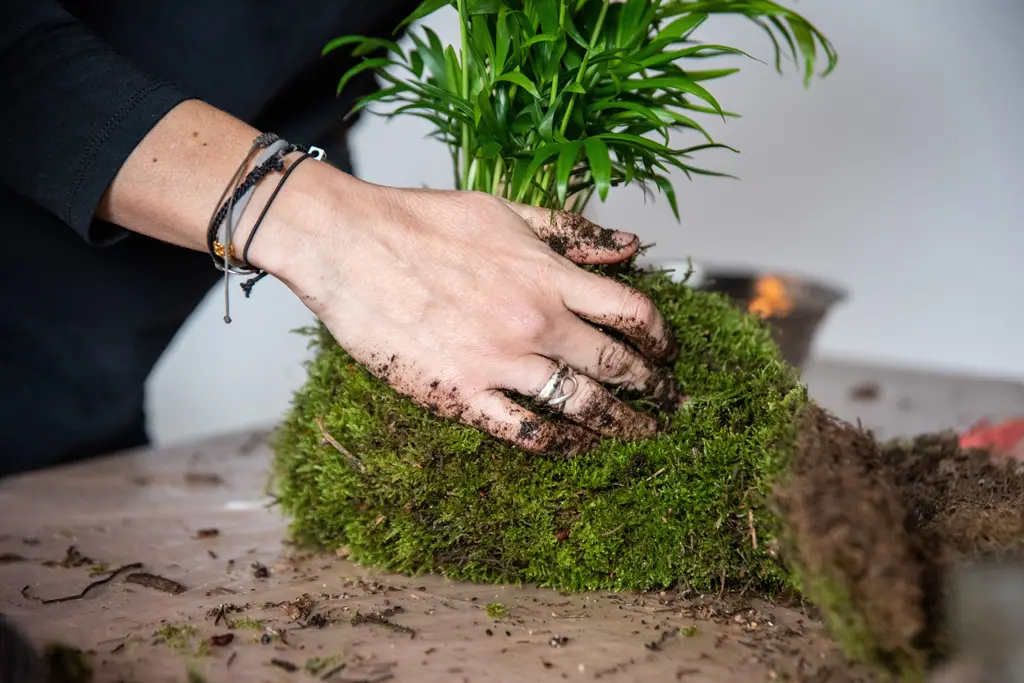 Taller crear tu propia kokedama