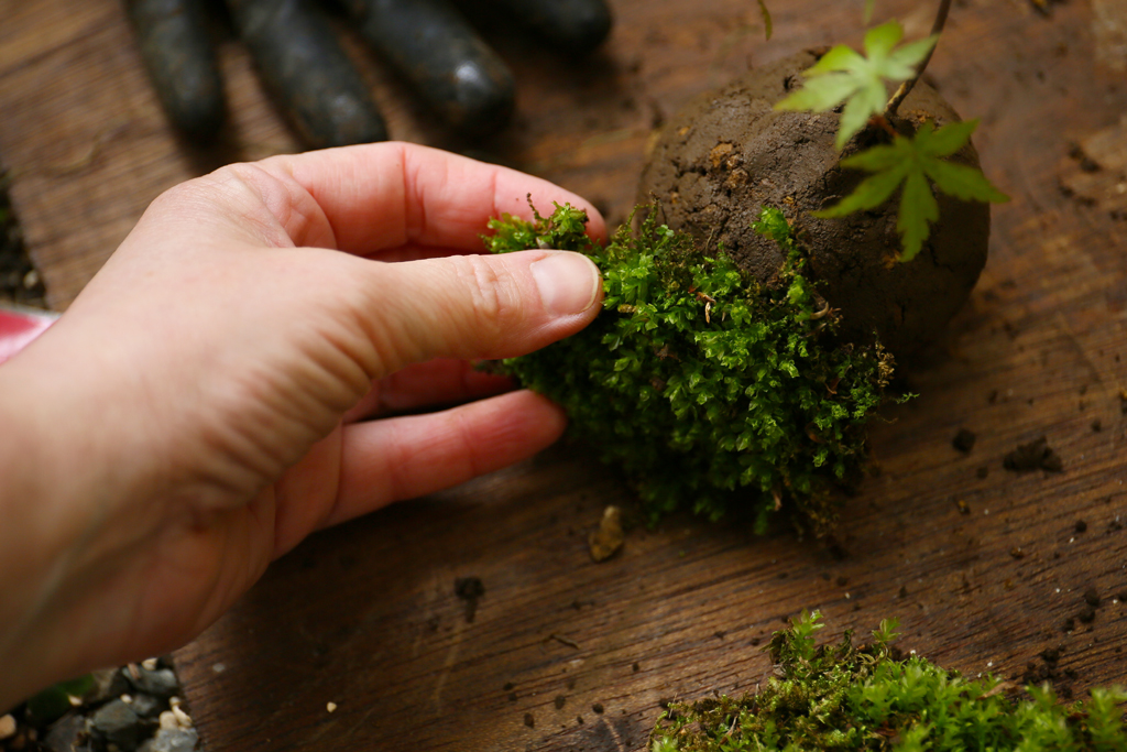Taller practico para crear una kokedama