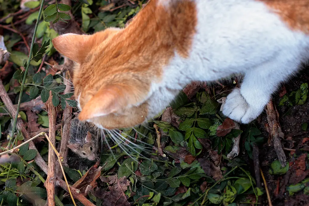 Control de plagas muy eficiente