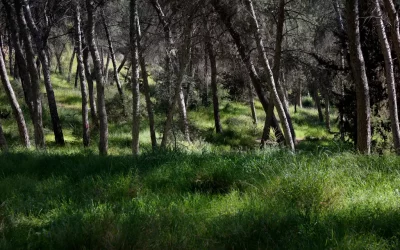 Primavera en el Parque El Valle