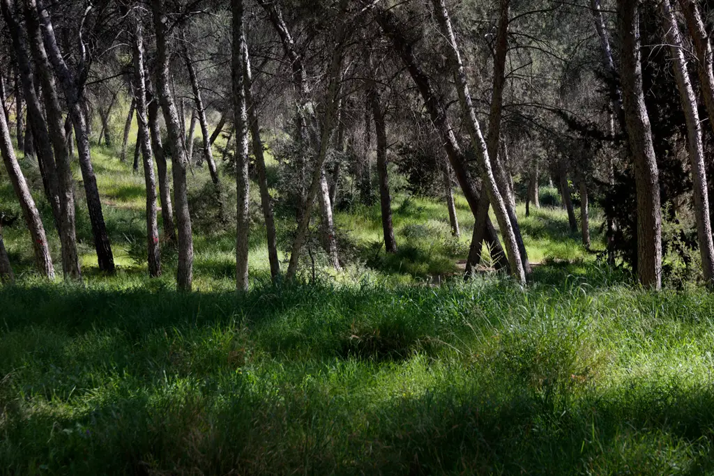 En esta época del año, el bosque de pinos está lleno de plantas y flores verdes En esta época del año, el bosque de pinos está lleno de plantas y flores verdes