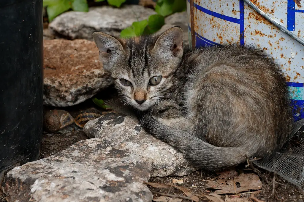 Gatito callejero abandonado