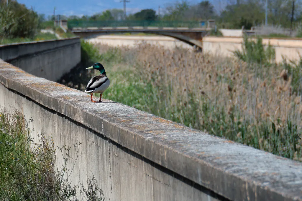 El pato del Reguerón