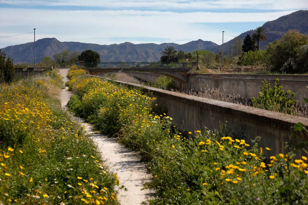 Flora silvestre en las orillas del Reguerón Flora silvestre en las orillas del Reguerón