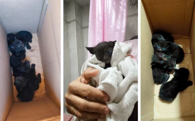 El abandono de gatitos pone en evidencia la falta de medios municipales