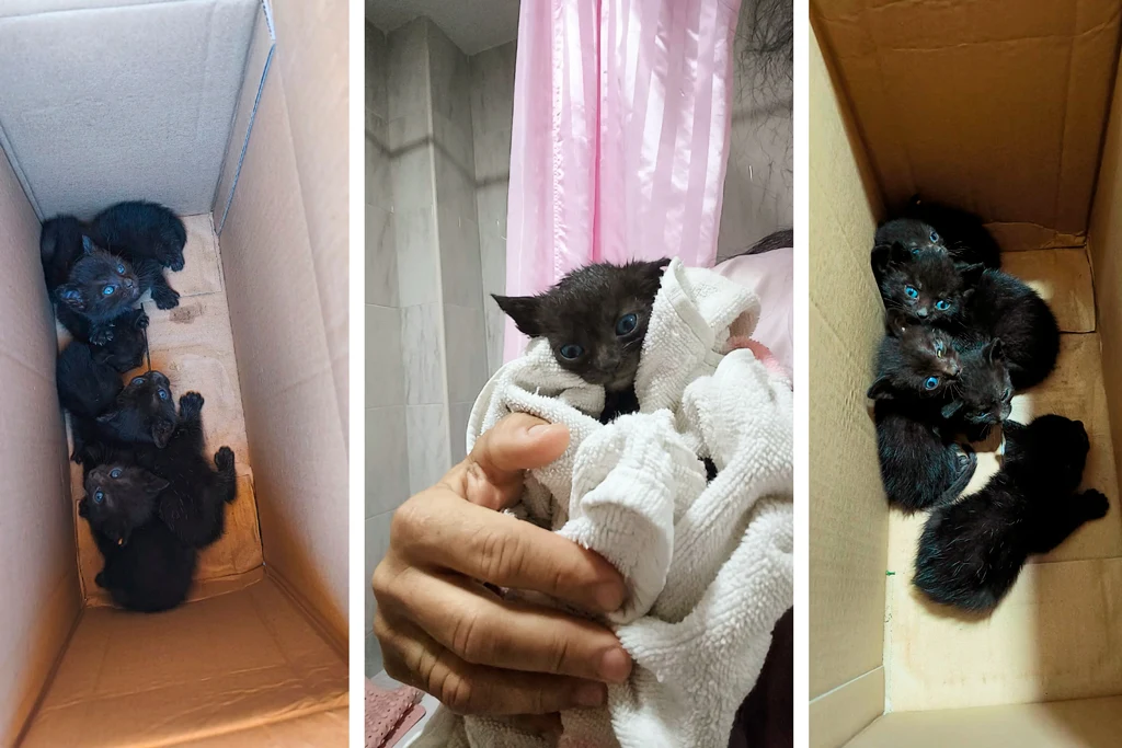 Gatitos abandonados en la Rambla del Sordo