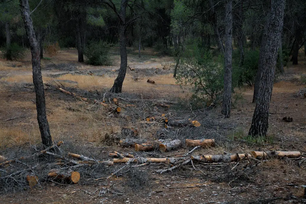 Árboles talados mires donde mires en El Valle Árboles talados mires donde mires en El Valle