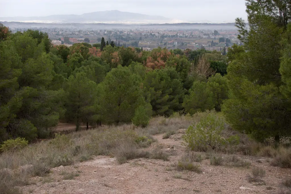 Pinos marrones y, al fondo, se aprecia que la calidad del aire en Murcia parece ser mala Pinos marrones y, al fondo, se aprecia que la calidad del aire en Murcia parece ser mala