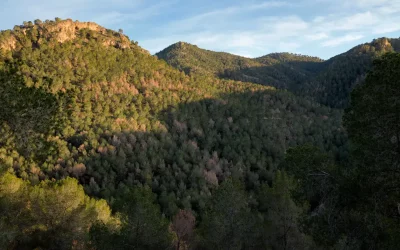 El Valle y Carrascoy corren el riesgo de desaparecer