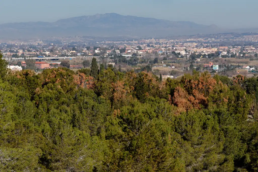 Un hongo tiñe de marrón los pinos de El Valle Un hongo tiñe de marrón los pinos de El Valle