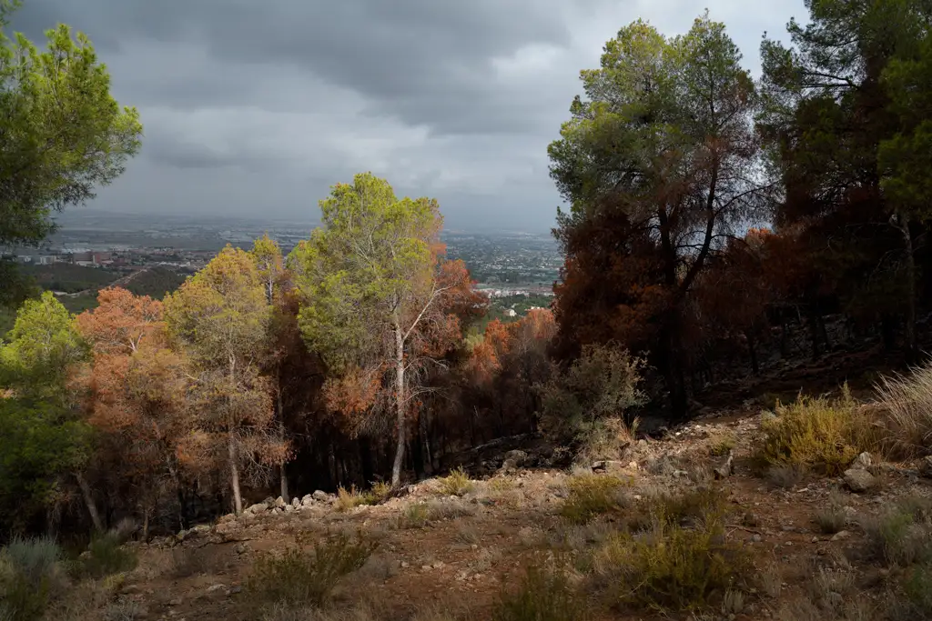 Las consecuencias de un incendio en El Valle Las consecuencias de un incendio en El Valle