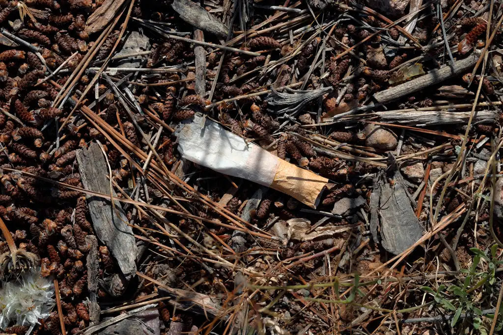 Colilla de cigarrillo abandonada sobre el suelo seco del bosque en el Parque Regional El Valle, un grave factor de riesgo de incendio forestal por negligencia humana. Colilla de cigarrillo abandonada sobre el suelo seco del bosque en el Parque Regional El Valle, un grave factor de riesgo de incendio forestal por negligencia humana.