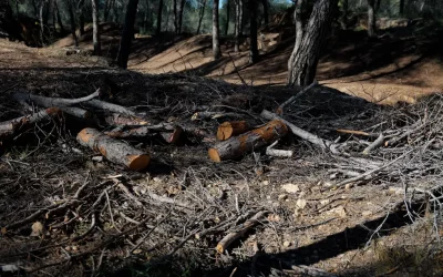 ¿A quién le beneficia que salga ardiendo el monte?