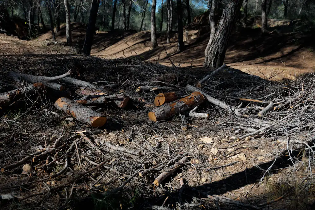 Restos de poda y madera talada acumulados en el suelo forestal Restos de poda y madera talada acumulados en el suelo forestal
