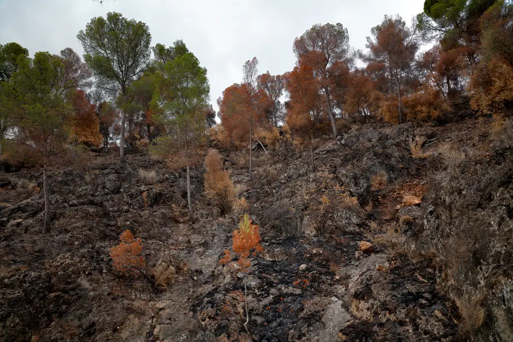 Terreno montañoso completamente cubierto de ceniza y árboles quemados después de un grave incendio forestal en El Valle Terreno montañoso completamente cubierto de ceniza y árboles quemados después de un grave incendio forestal en El Valle