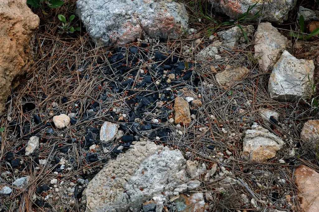 Restos de una hoguera ilegal con trozos de carbón sobre el suelo forestal del Parque Regional El Valle, lo que representa una grave infracción y peligro de incendio. Restos de una hoguera ilegal con trozos de carbón sobre el suelo forestal del Parque Regional El Valle, lo que representa una grave infracción y peligro de incendio.
