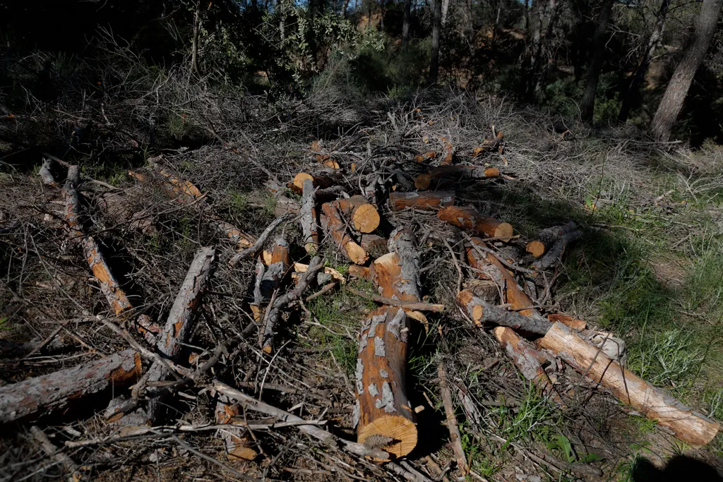 Acumulación de biomasa y troncos secos por todo el parque natural Acumulación de biomasa y troncos secos por todo el parque natural
