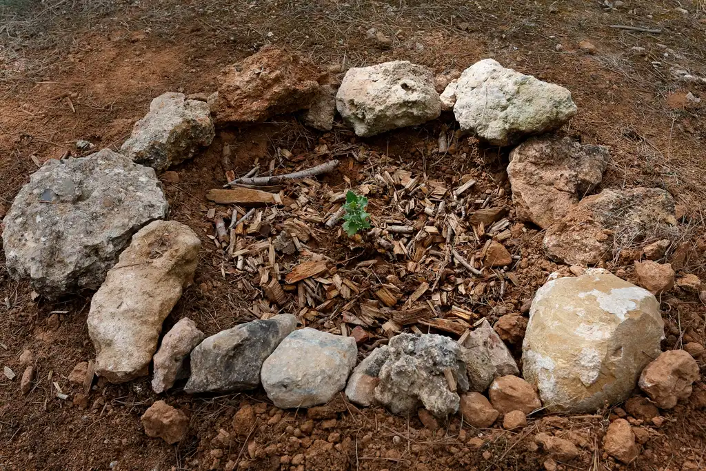 Reforestación comunitaria en el parque natural El Valle