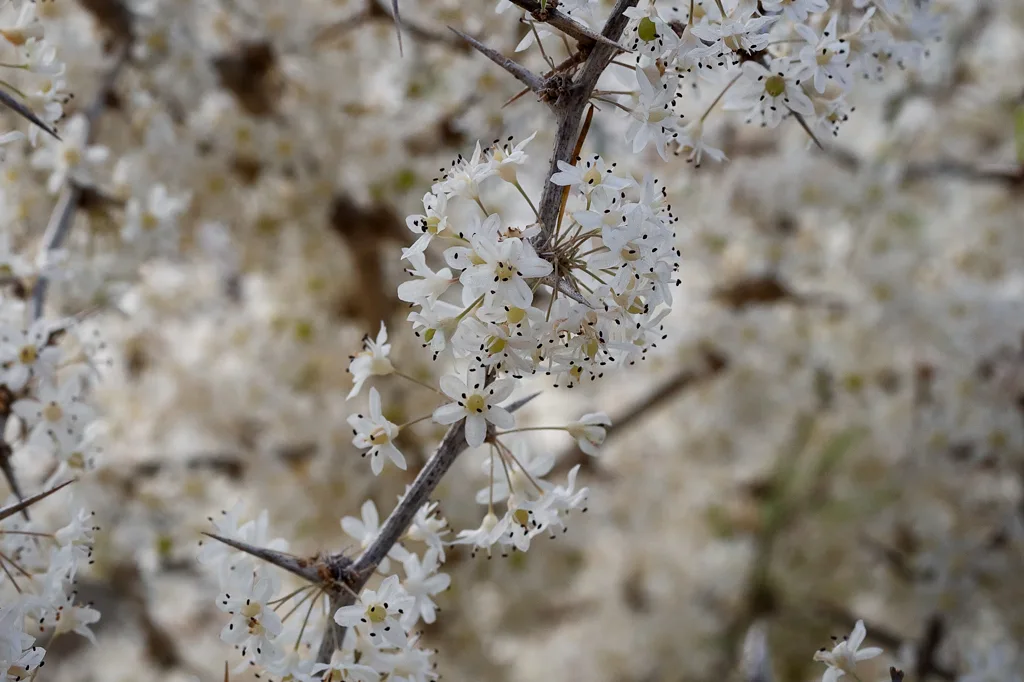 Asparagus albus en flor Asparagus albus en flor