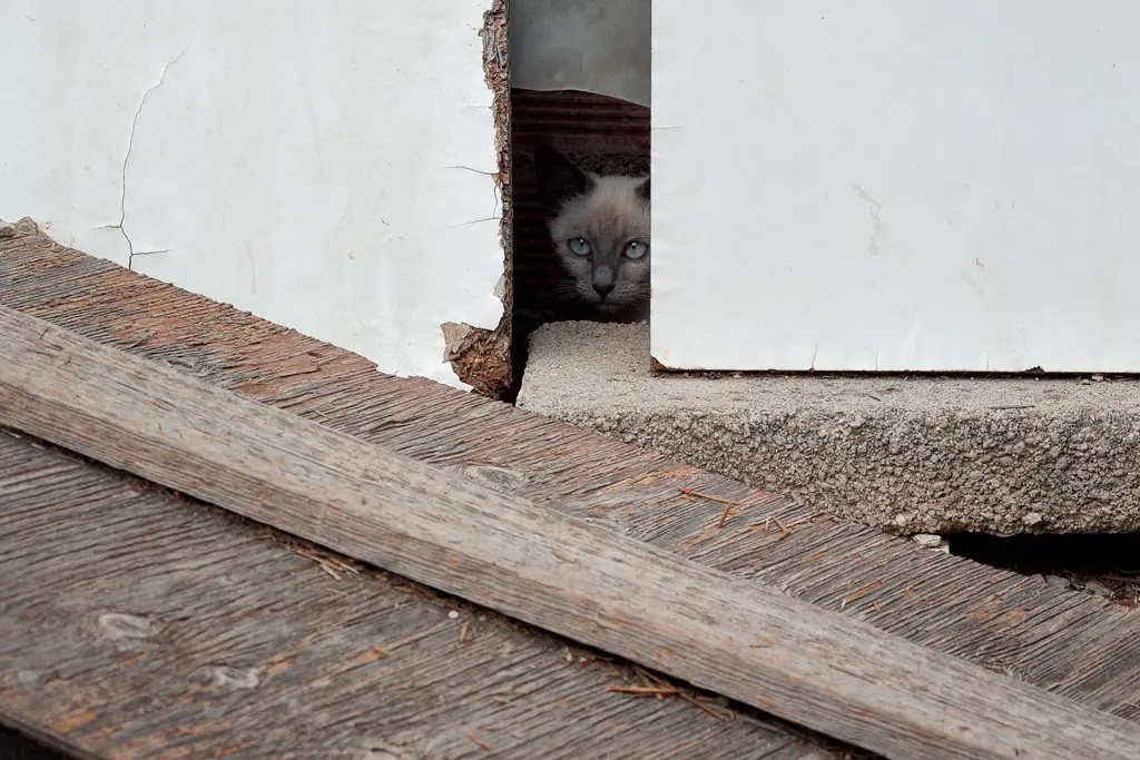 Un gatito que se ha escondido