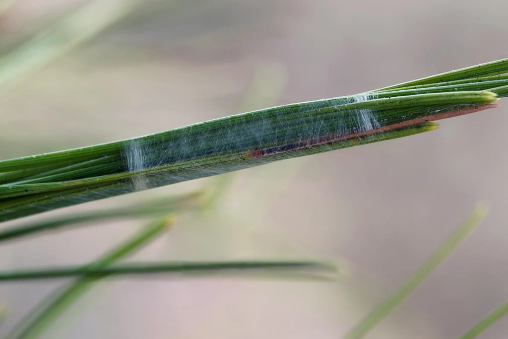 El nido de una araña cangrejo El nido de una araña cangrejo