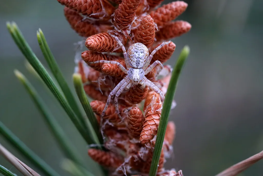 Pequeña araña en un pino – Philodromus pinetorum Pequeña araña en un pino - Philodromus pinetorum
