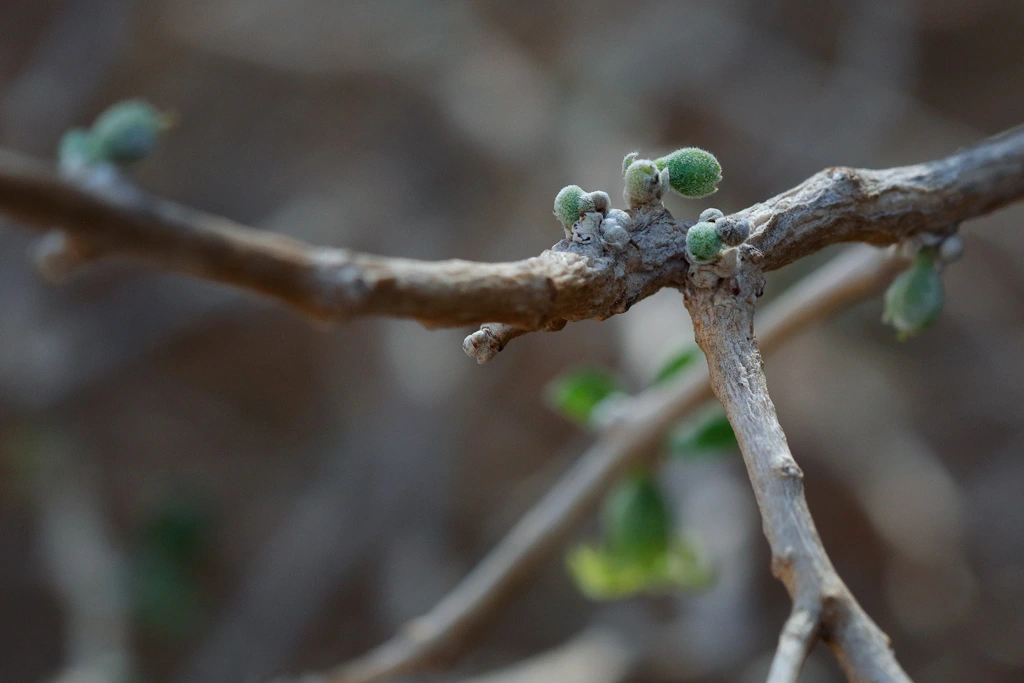 La Withania frutescens vuelve a crecer después del verano, en septiembre. La Withania frutescens vuelve a crecer después del verano, en septiembre.