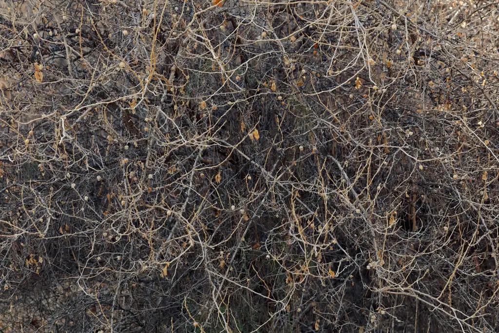 Desde la distancia, la Withania frutescens parece seco y sin vida Desde la distancia, la Withania frutescens parece seco y sin vida