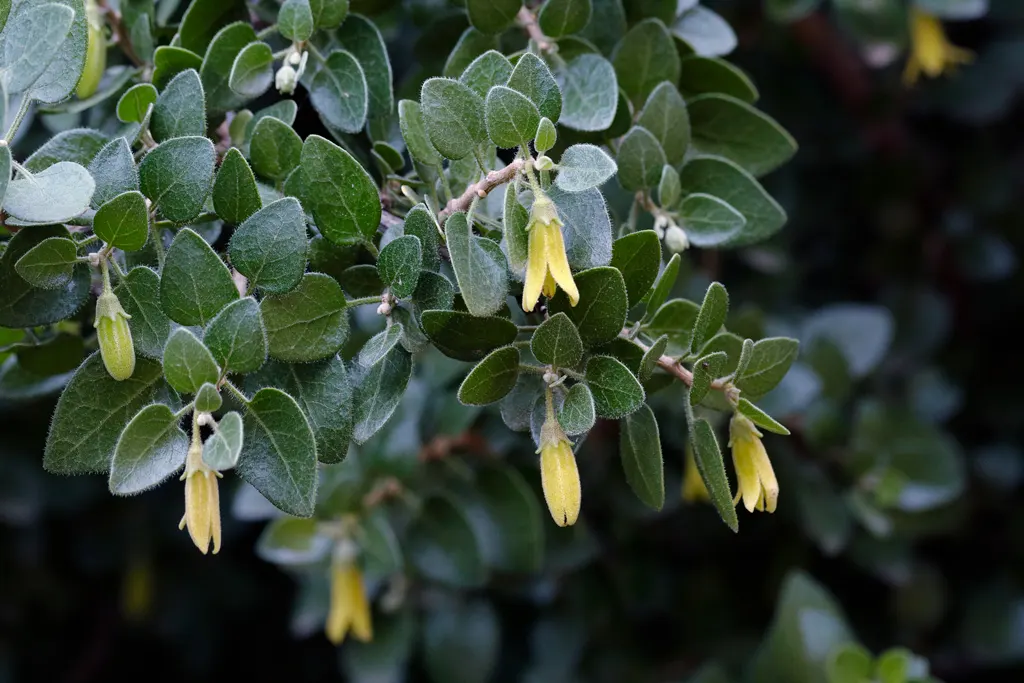 Withania frutescens en noviembre Withania frutescens en noviembre