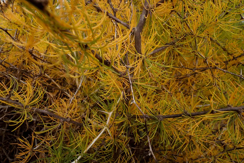 Asparagus albus en abril, cuando se están preparando para el verano Espárragos blancos en abril, cuando se están preparando para el verano.