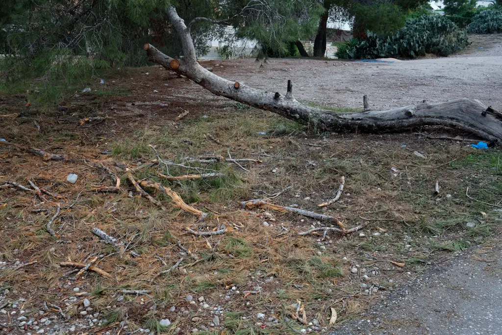 Pino podado en Monteliso con los restos junto al árbol. Pino podado en Monteliso con los restos junto al árbol.