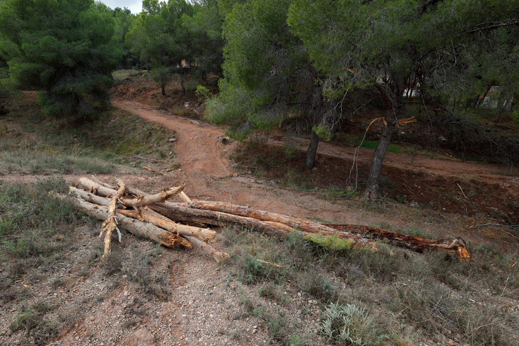 Las ramas de algunos árboles han sido arrancadas Las ramas de algunos árboles han sido arrancadas
