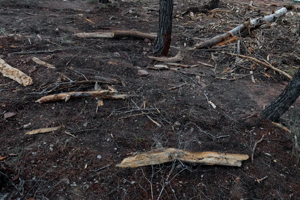Tras la tala de los árboles muertos, quedan restos de madera por todas partes Tras la tala de los árboles muertos, quedan restos de madera por todas partes