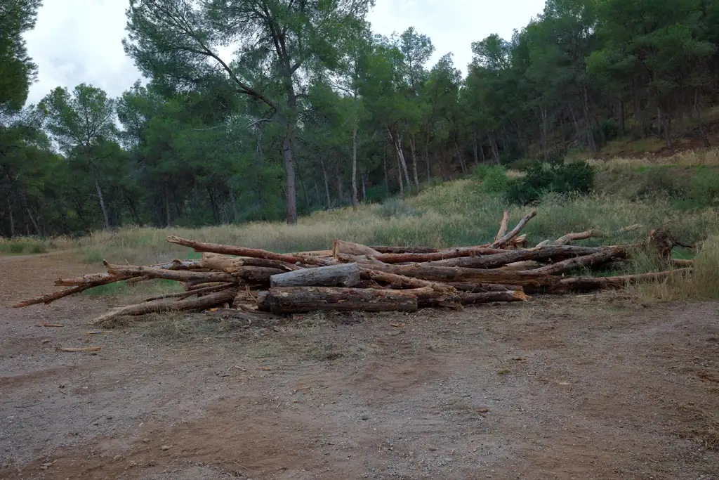 Troncos de árboles caídos Troncos de árboles caídos